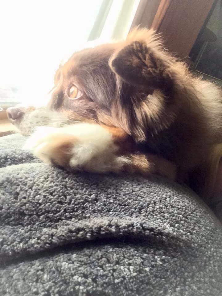 Gigi - Patty Mulinix.jpg